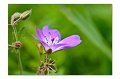 Blumenwiese M 06